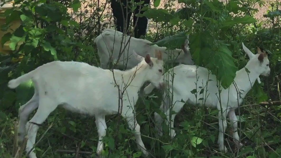 Goats stolen from Milwaukee nonprofit